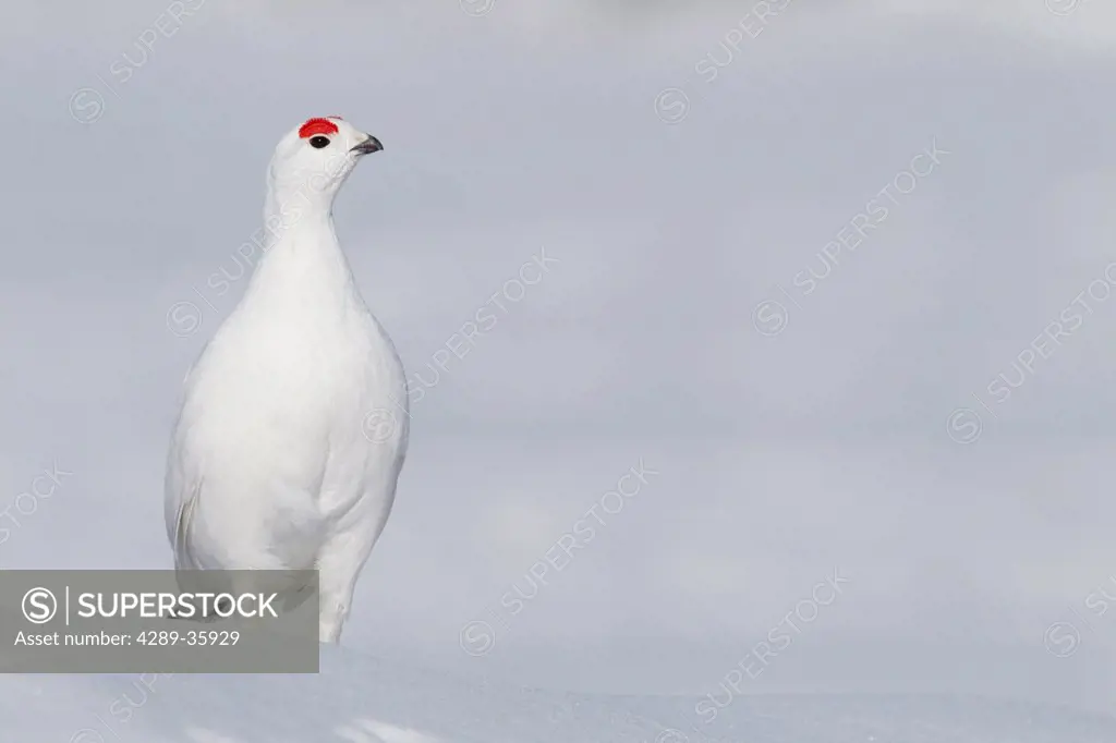 Male Willow Ptarmigan in winter plumage standing on hard packed snow with red crest visible, Chugach Mountains, Southcentral Alaska, Winter