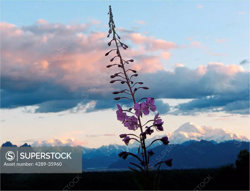 Scenic view of Mt. McKinley and the Alaska Range in morning light with a Fireweed blossom in the foreground, near George Parks Highway, Southcentral A...