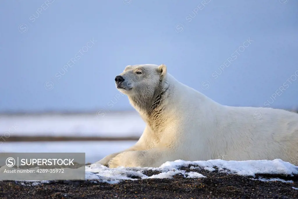 An adult polar bear rests along on a shoreline of a barrier island outside Kaktovik on the northern edge of ANWR, Arctic Alaska, Fall