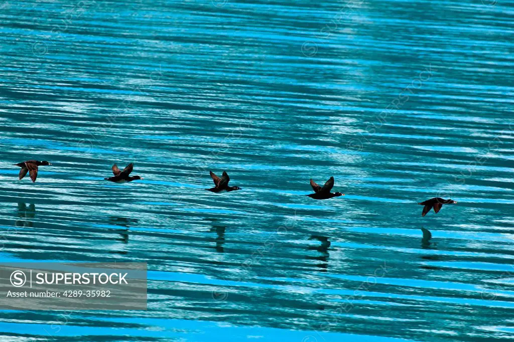 Black Scoters line up and flying the surface of South Marble Island coast, Glacier Bay National Park & Preserve, Southeast Alaska, Summer