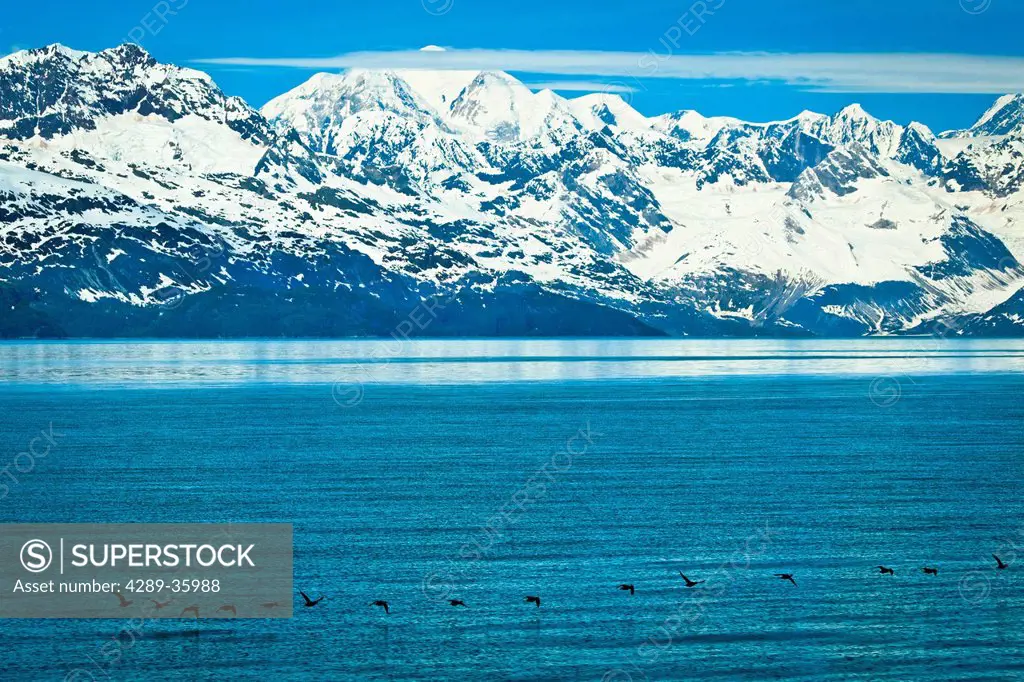 Scenic view of the Fairweather Range and Tarr Inlet with Black Scoters in the foreground, Glacier Bay National Park & Preserve, Southeast Alaska, Summ...