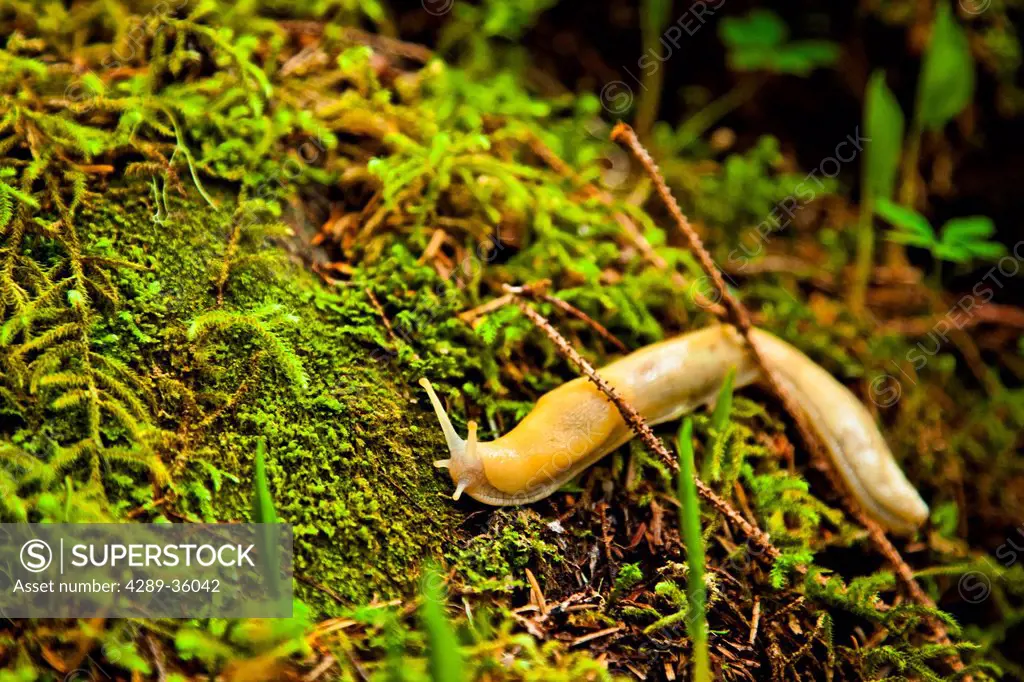 Seven inch Banana Slug crawling through moss in temperate rainforest, Deer Mountain Trail, Ketchikan, Southeast Alaska, Summer