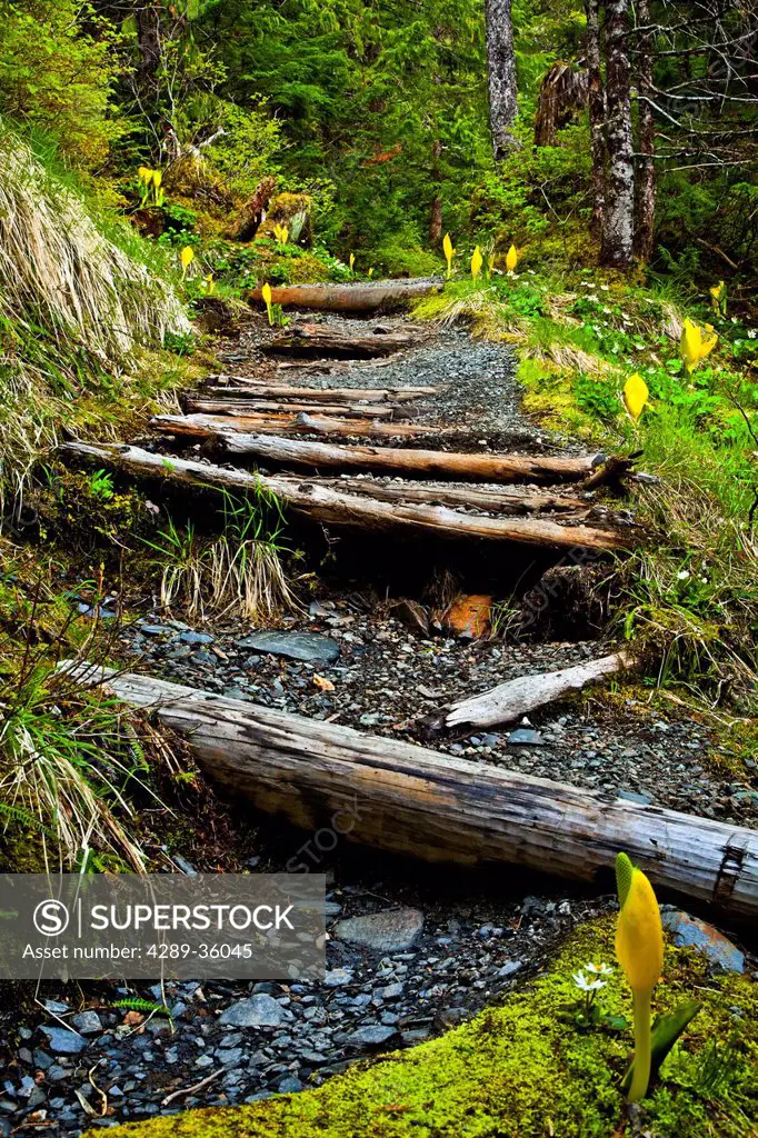 Aging log walkway along Deer Mountain Trail through a temperate rainforest, Ketchikan, Southeast Alask, Summer