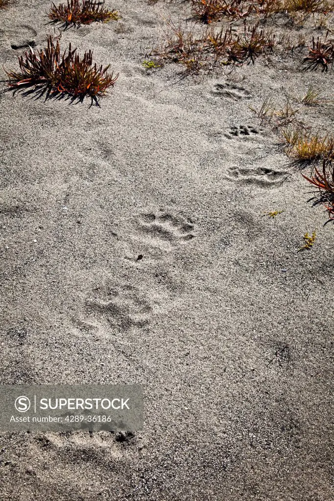 Bear prints in the sand, Glacier Bay National Park & Preserve, Southeast Alaska, Summer