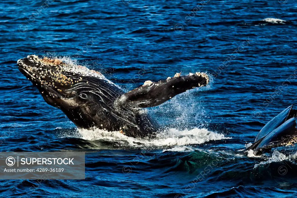 A pair of Humpback Whales, breaching and lifting tail in the waters of Icy Strait, Glacier Bay National Park & Preserve, Southeast Alaska, Summer