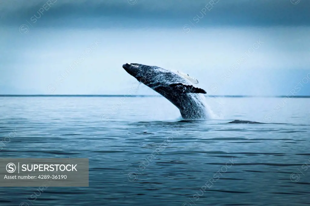 Humpback Whale breaching on an overcast day, Glacier Bay National Park & Preserve, Southeast Alaska, Summer.