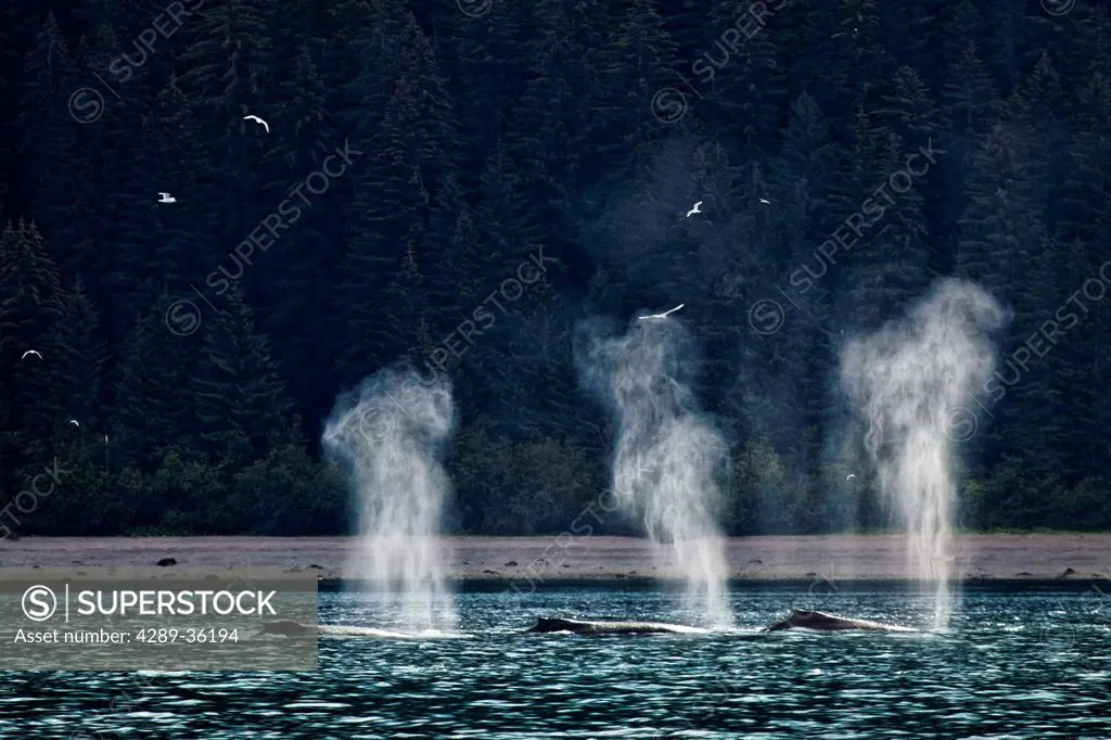 A group of Humpback Whales feeding, blowing, and diving in Icy Strait, Glacier Bay National Park & Preserve, Southeast Alaska, Summer