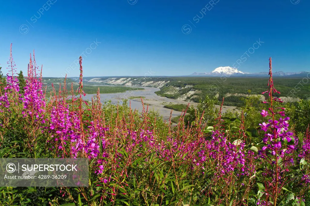 Scenic sunny view of Mt. Wrangell and the Copper River with Fireweed in the foreground, Wrangell_St. Elias National Park and Preserve, Southcentral Al...