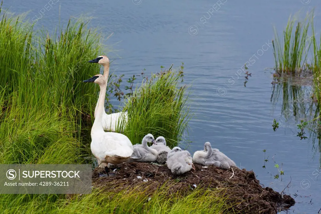 Two adult Trumpeter Swans rest with their four young chicks on a nest beside a pond along the Denali Highway, Interior Alaska, Summer
