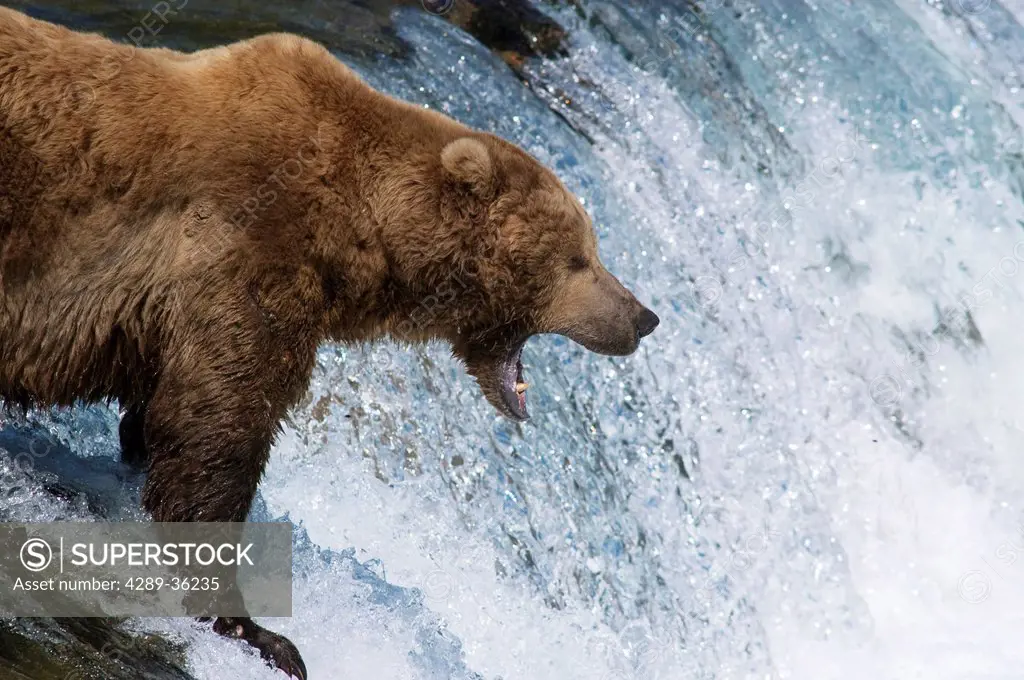 Grizzly boar opens wide for Sockeye salmon jumping up Brooks Falls in Katmai National Park & Preserve, Southwest Alaska, Summer