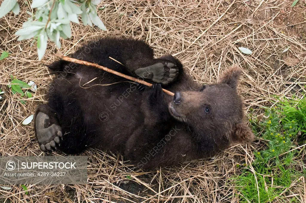 Grizzly cub rolls on its back while playing with a stick below the observation platforms at Brooks Falls in Katmai National Park and Preserve, Southwe...
