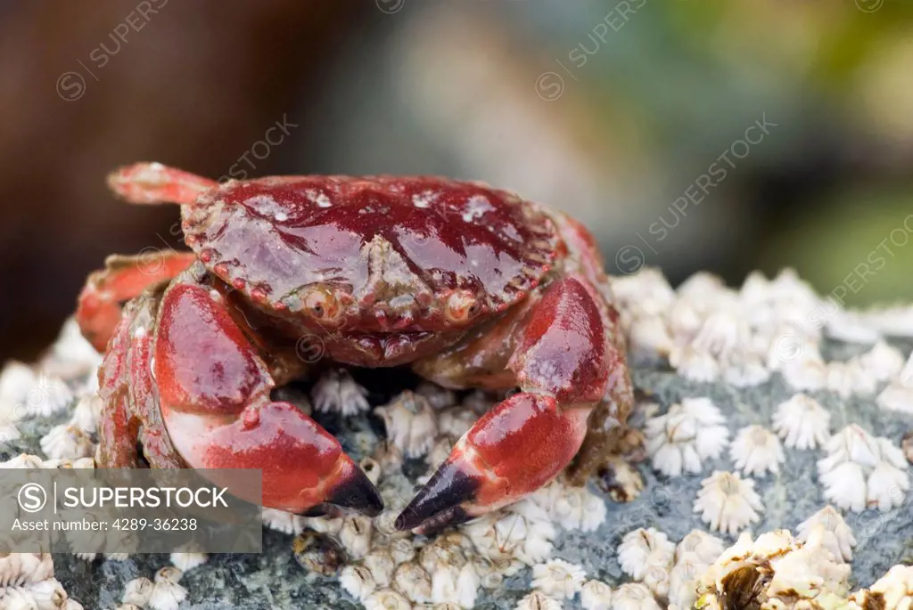 Close up of a crab on tidal rocks during an extreme low tide in Jakolof Bay off Kachemak Bay, Kenai Peninsula, Southcentral Alaska, Summer