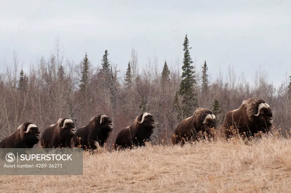 Musk Ox bulls walking in a field at the Musk Ox Farm near Palmer, Matanuska Valley, Southcentral Alaska, Spring. CAPTIVE