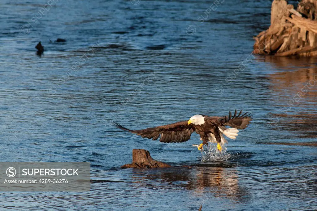 Bald Eagle catches a hooligan fish in its talons while fishing in the Alaganik Slough, Chugach National Forest, Cordova, Southcentral Alaska, Spring
