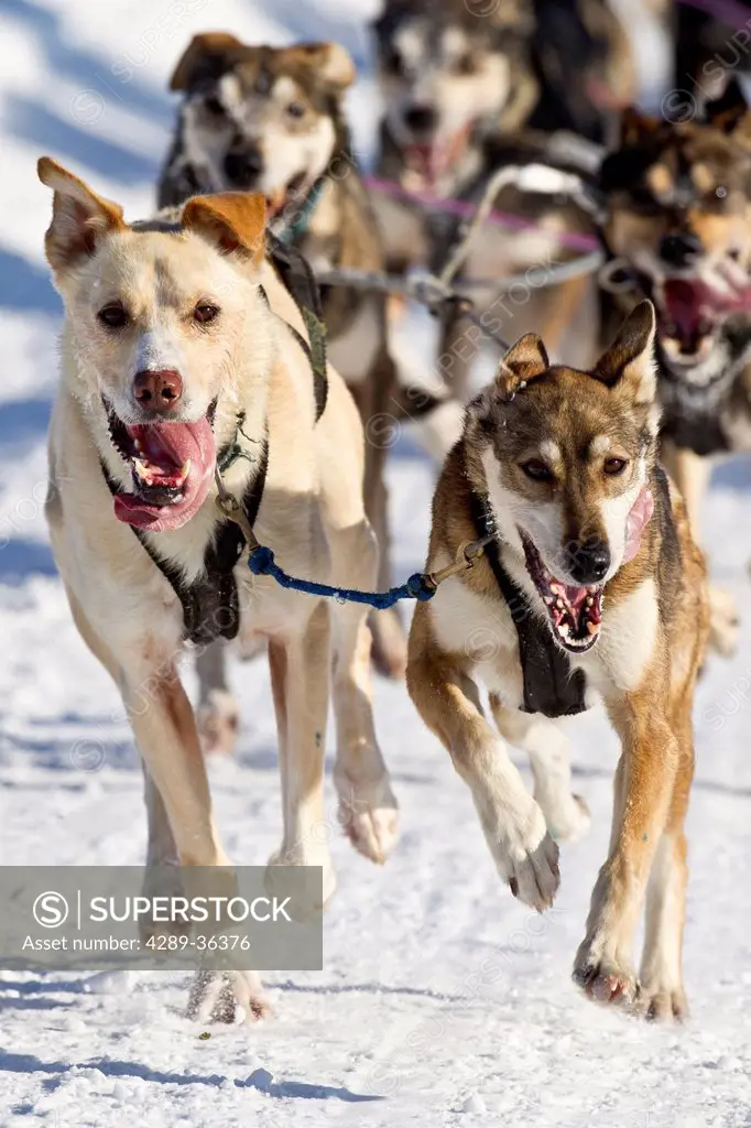 Jason Dunlap´s team race down the trail during the 2011 Fur Rondy Open World Championship Sled Dog Race, Anchorage, Southcentral Alaska, Winter