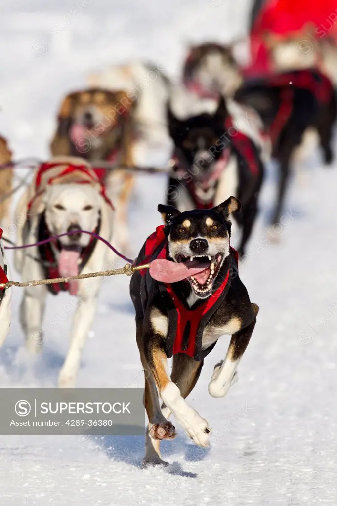 Ken Chezik´s team race down the trail during the 2011 Fur Rondy Open World Championship Sled Dog Race, Anchorage, Southcentral Alaska, Winter