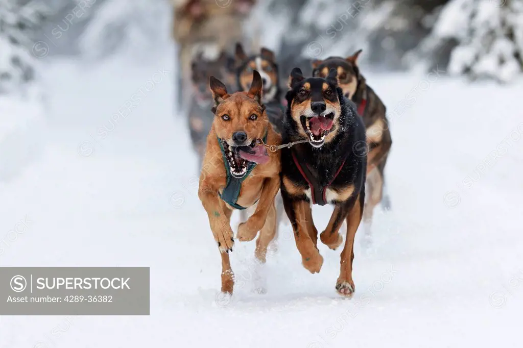 Marvin Kokrine´s dogs running in the 2011 ExxonMobil Open, Southcentral Alaska, Winter
