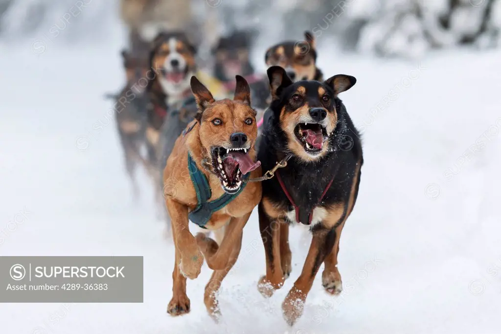 Marvin Kokrine´s dogs running in the 2011 ExxonMobil Open, Southcentral Alaska, Winter