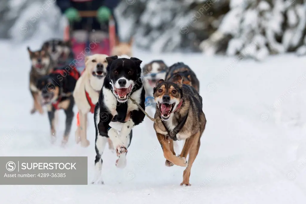 Joee Reddinton´s dogs running in the 2011 ExxonMobil Open, Southcentral Alaska, Winter