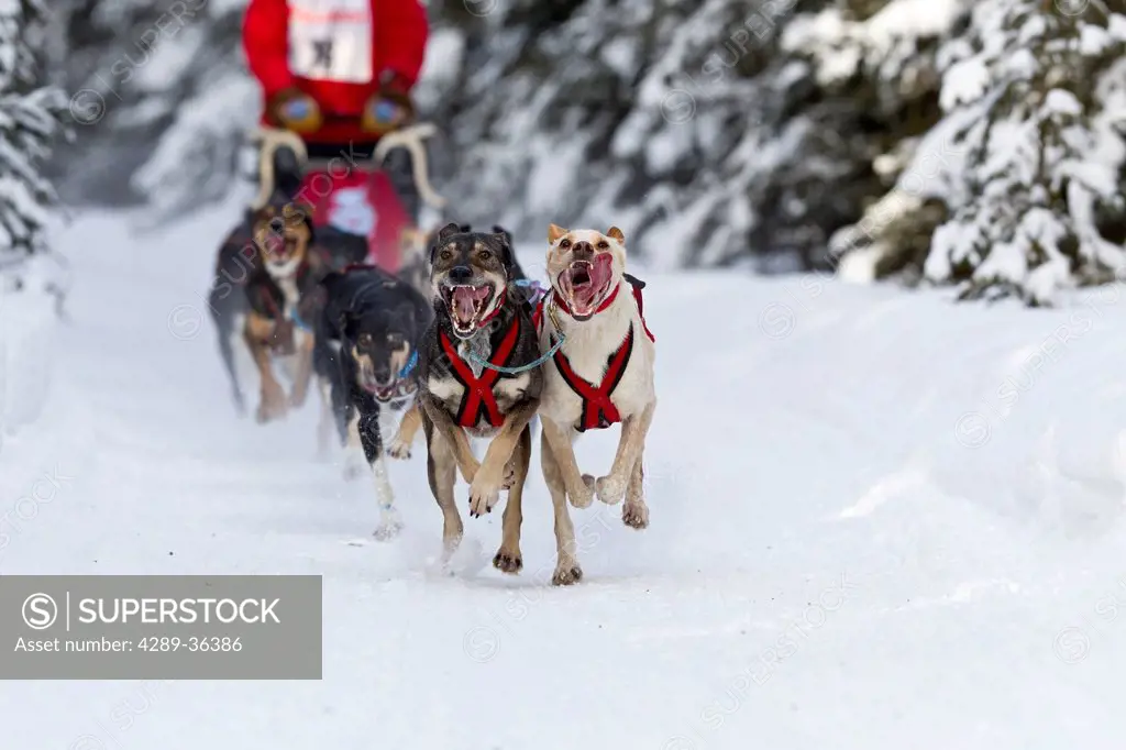 Luke Sampson´s dogs running in the 2011 ExxonMobil Open, Southcentral Alaska, Winter