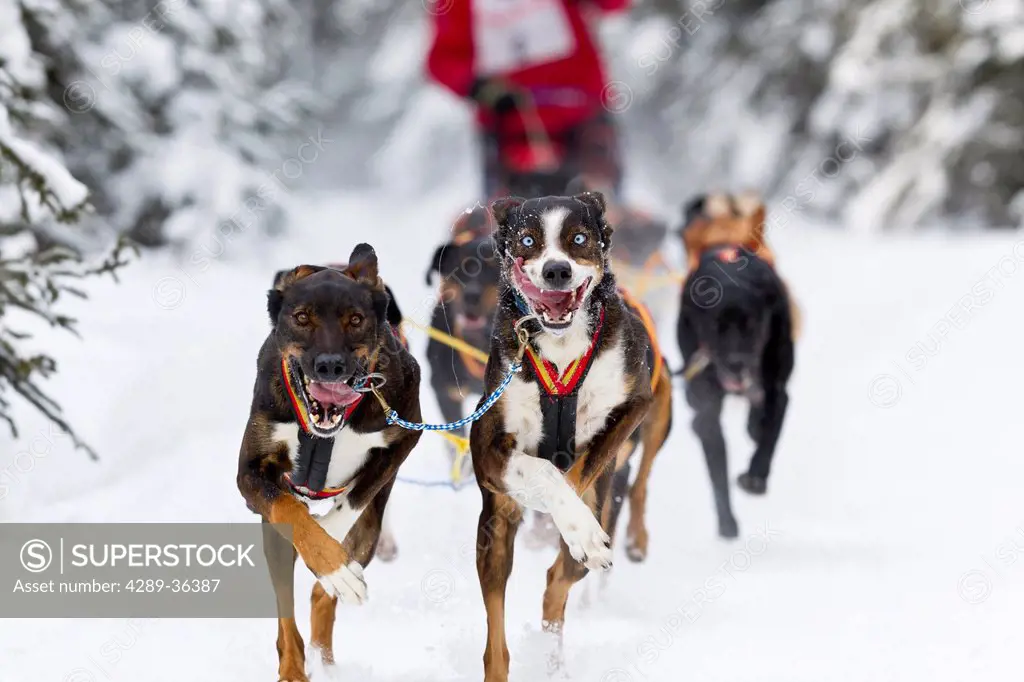 Egil Ellis´ dogs running in the 2011 ExxonMobil Open, Southcentral Alaska, Winter