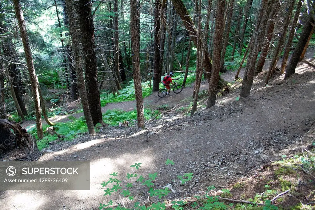 Mountain biker on the Winner Creek Trail near Alyeska Resort, Girdwood, Southcentral Alaska, Summer