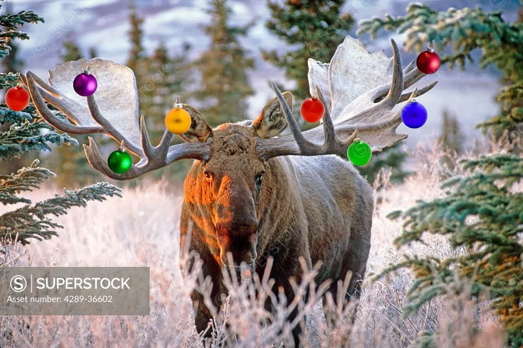 View of an adult bull moose with Christmas ornaments hanging from its antlers, Denali National Park and Preserve, Interior Alaska, Winter, COMPOSITE