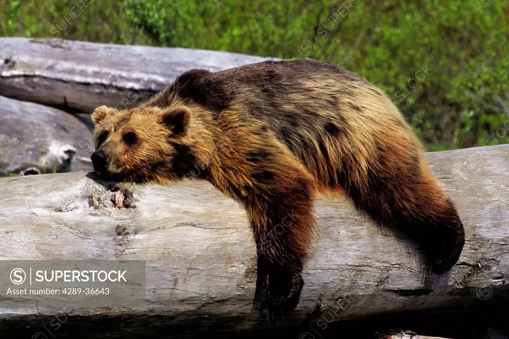 Captive Grizzly Lays On A Log At The Alaska Wildlife Conservation Center In Southcentral Alaska.