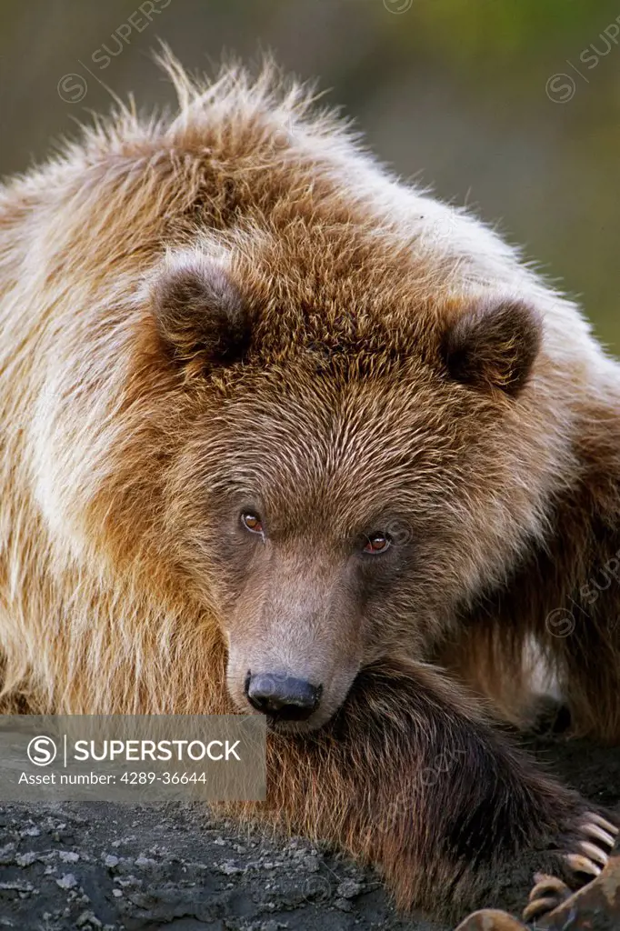 Brown Bear Laying Down At Alaska Wildlife Conservation Center, Southcentral, Alaska Summer, Captive.