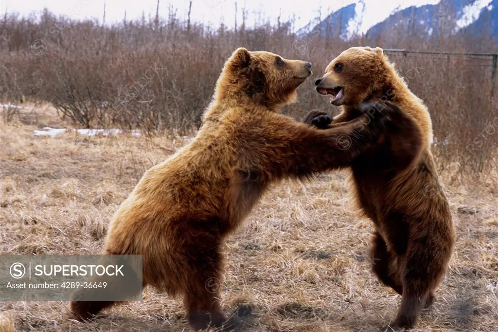 Close-Up Of Two Grizzly Bears Play Fighting At The Alaska Wildlife Conservation Center In Southcentral Alaska Spring