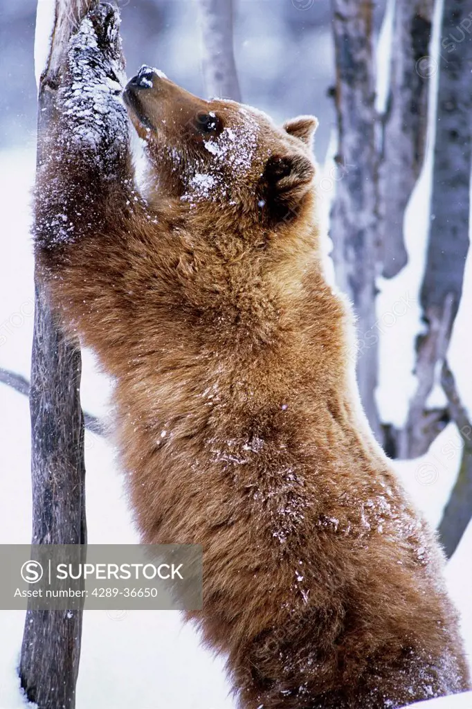 Young Grizzly Bear Standing Upright Against A Small Tree At The Alaska Wildlife Conservation Center In Southcentral Alaska Spring