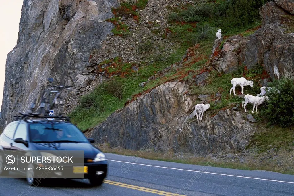 Dall Sheep Graze Near Passing Cars On The Seward Highway. Summer In Southcentral Alaska.