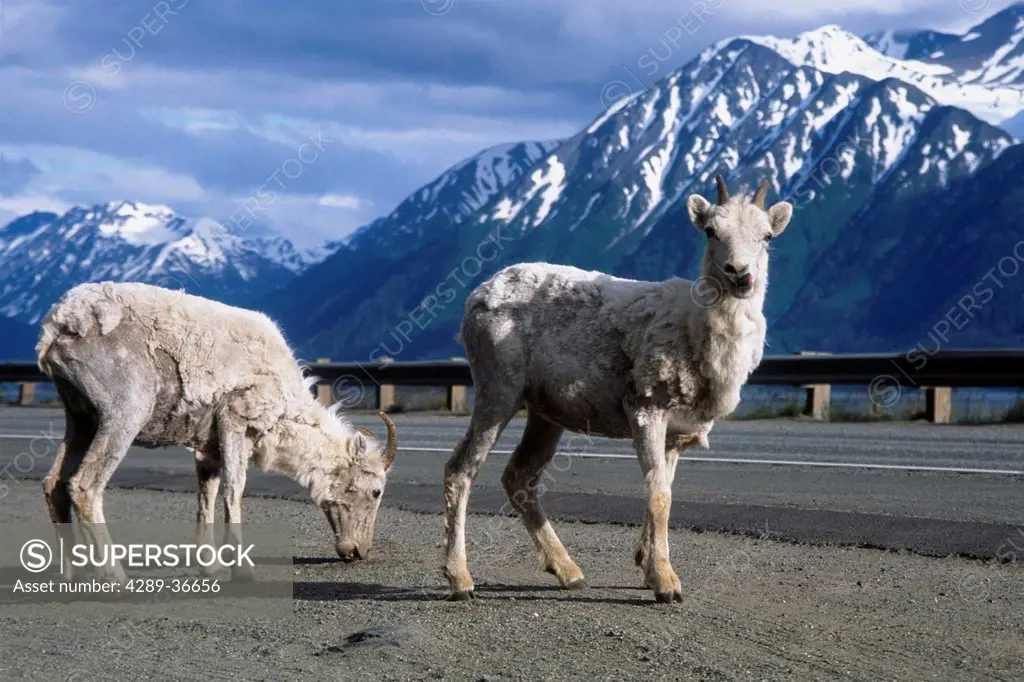 Two Dall Sheep Stand At The Roadside Of Seward Highway Along Turnagain Arm During Early Summer In Southcentral Alaska.