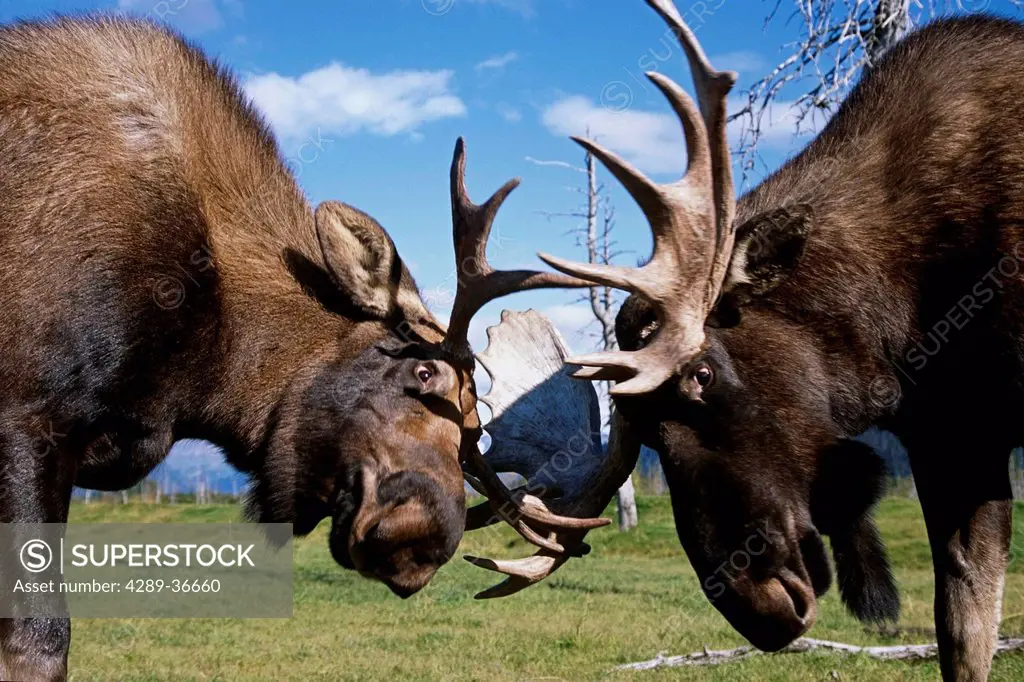 Two Captive Bull Moose Sparring With Each Other At The Alaska Wildlife Conservation Center. Summer In Southcentral Alaska.