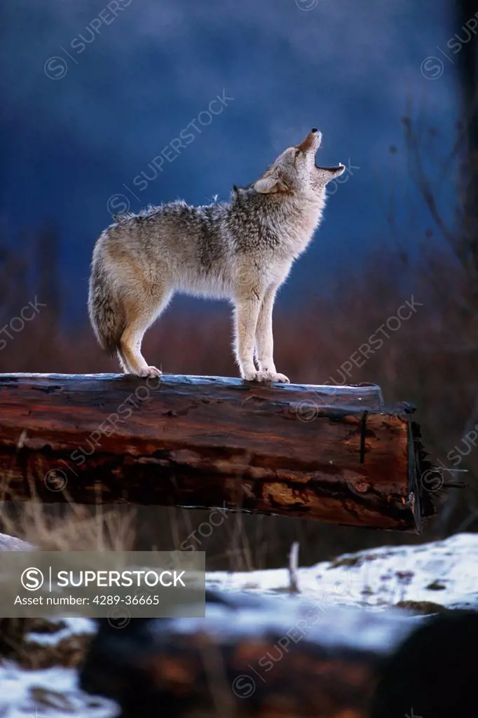 Coyote Standing On Log Alaska Wildlife Conservation Center Winter Sc Alaska