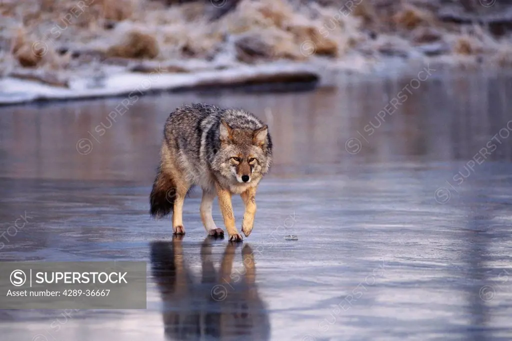 Captive Coyote Walking Across A Frozen Pond At The Alaska Wildlife Conservation Center Near Portage. Winter In Southcentral Alaska.