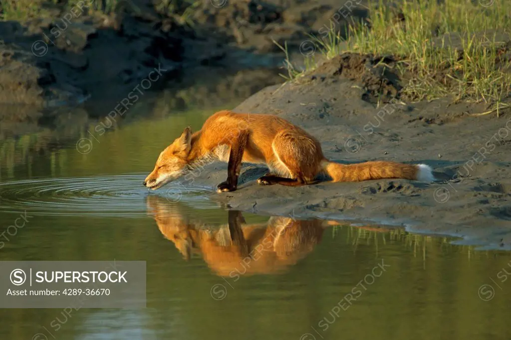 Red Fox Drinking From Pond Sc Ak Captive Summer
