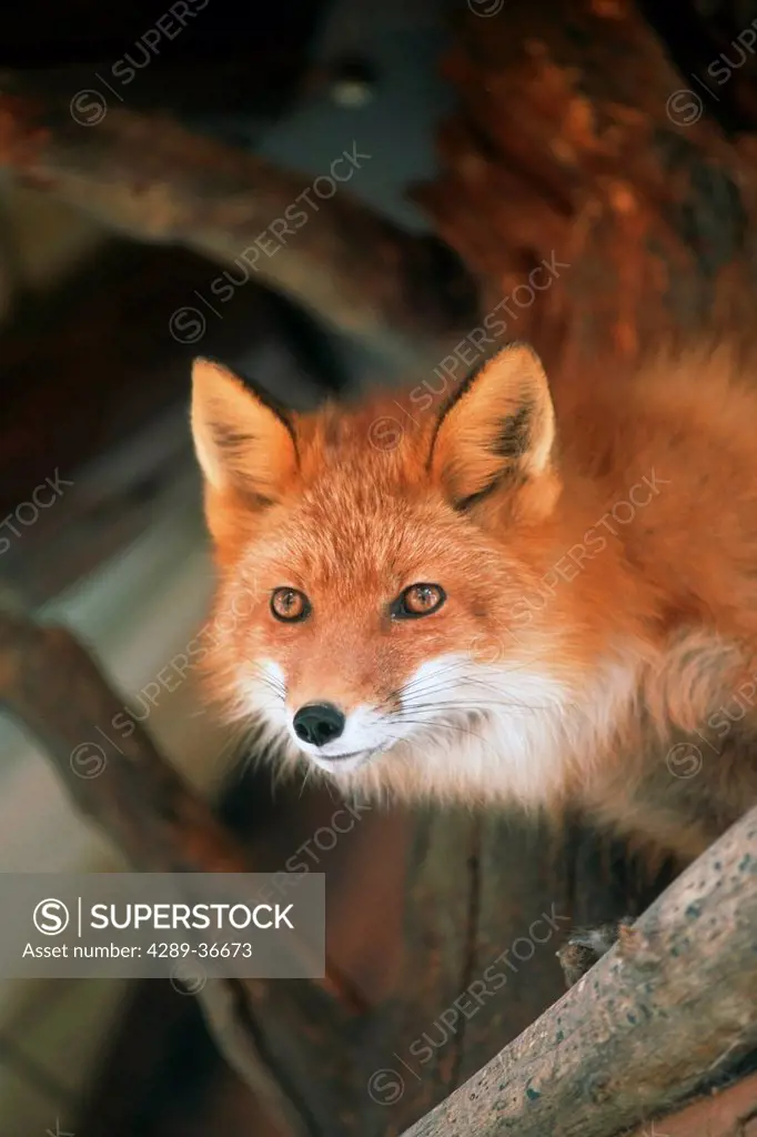 Red Fox Sitting Under A Shelter At The Alaska Wildlife Conservation Center In Southcentral Alaska Captive