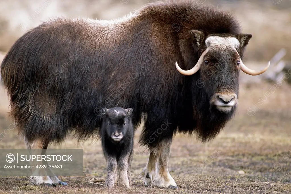 An Adult Musk Ox And Calf Standing At The Alaska Wildlife Conservation Center Near Portage Southcentral Alaska During Spring
