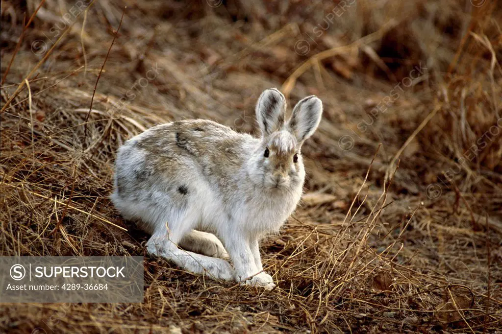 Snowshoe Hare Changing Color Phase During Spring In Denali National Park In Interior Alaska