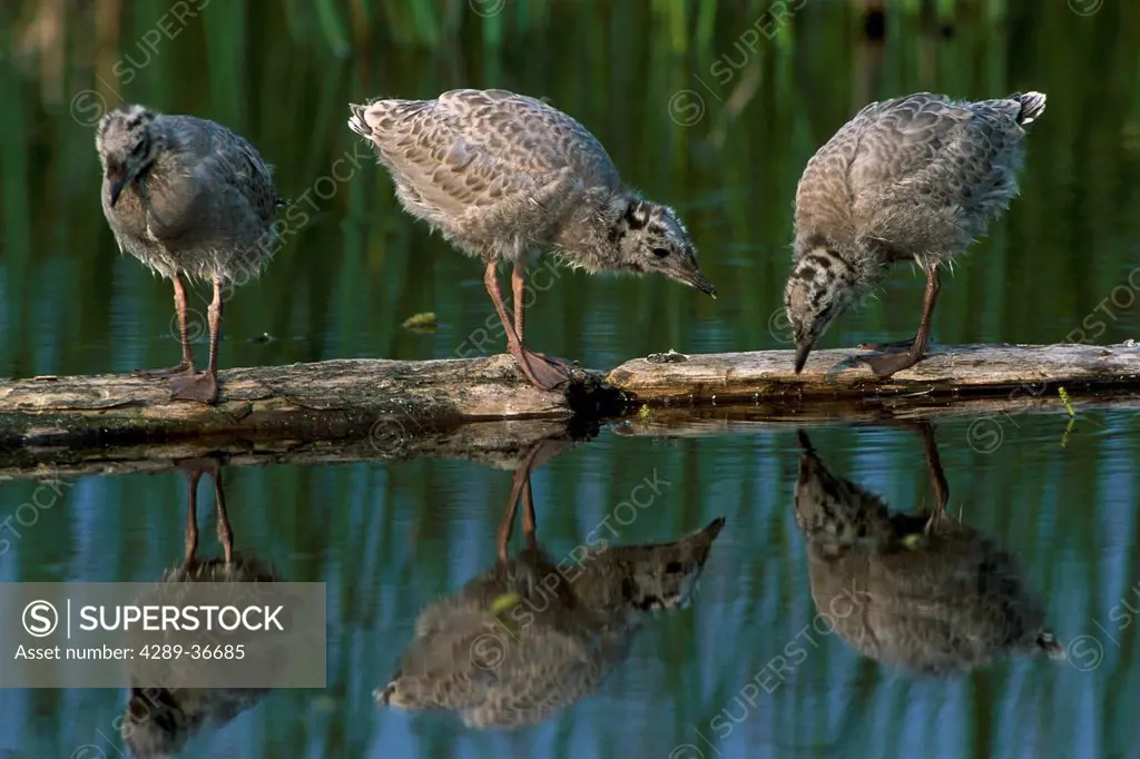 Adolescent Gull Chicks On Log Potter Marsh Sc Ak Summer Wildlife Refuge