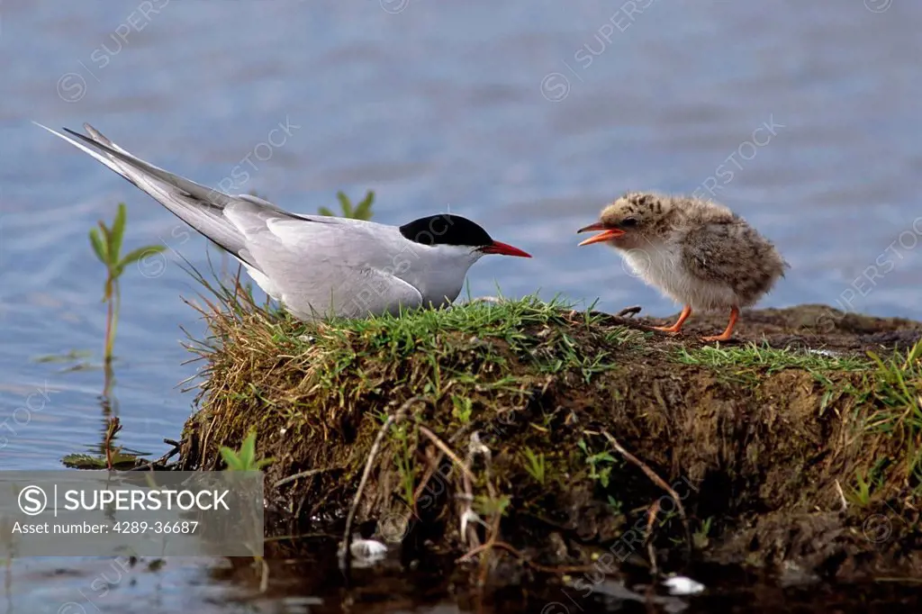 Arctic Tern Feeding Its Chick On Its Nest At Potter Marsh In Southcentral Alaska.