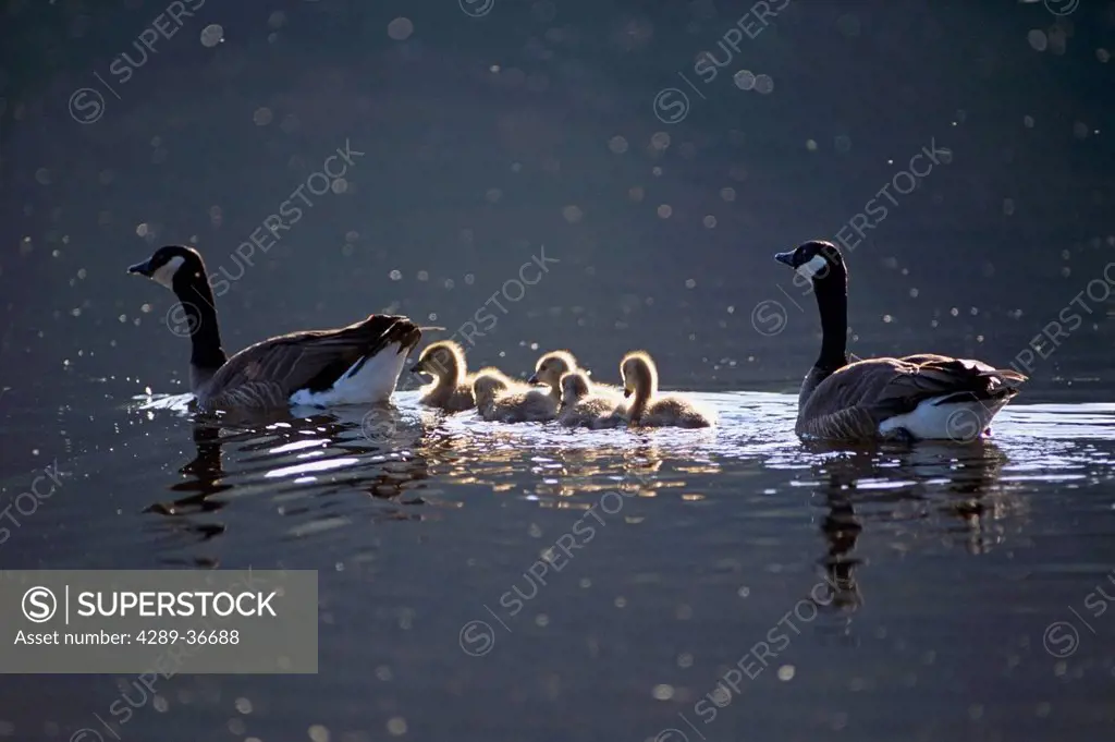 A Pair Of Canada Geese Swim With Their Goslings In The The Spring Sunlight At Potter Marsh In Southcentral Alaska.