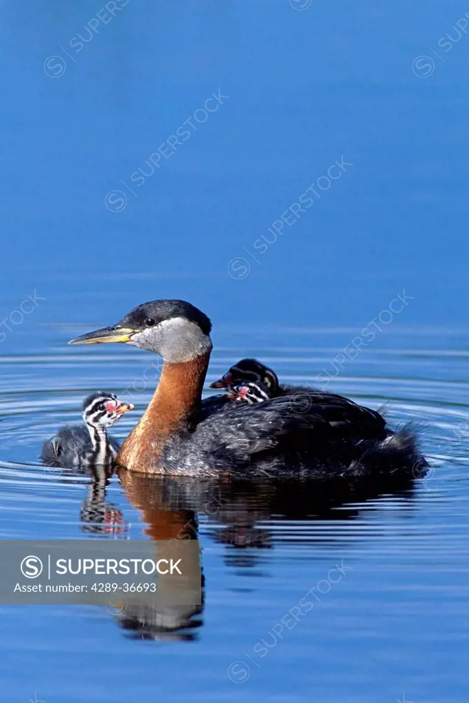 Red-Neck Grebe Swims With It's Chicks At Potter Marsh. Spring In Southcentral Alaska.