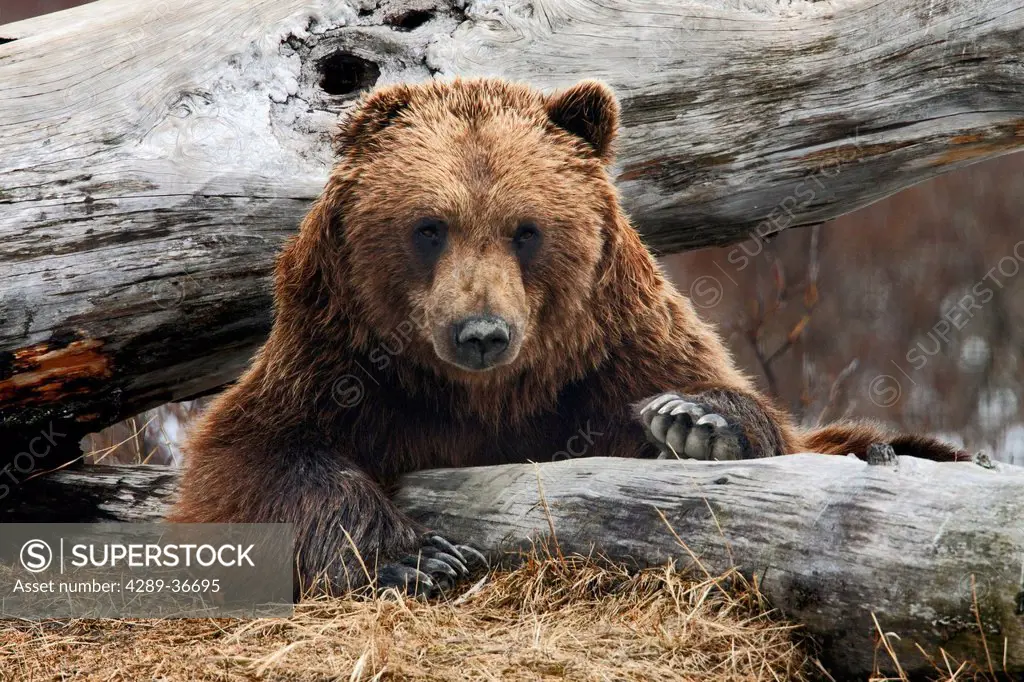 An Adult Brown Bear Rests On A Log At The Alaska Wildlife Conservation Center Near Portage, Southcentral Alaska, Spring, Captive