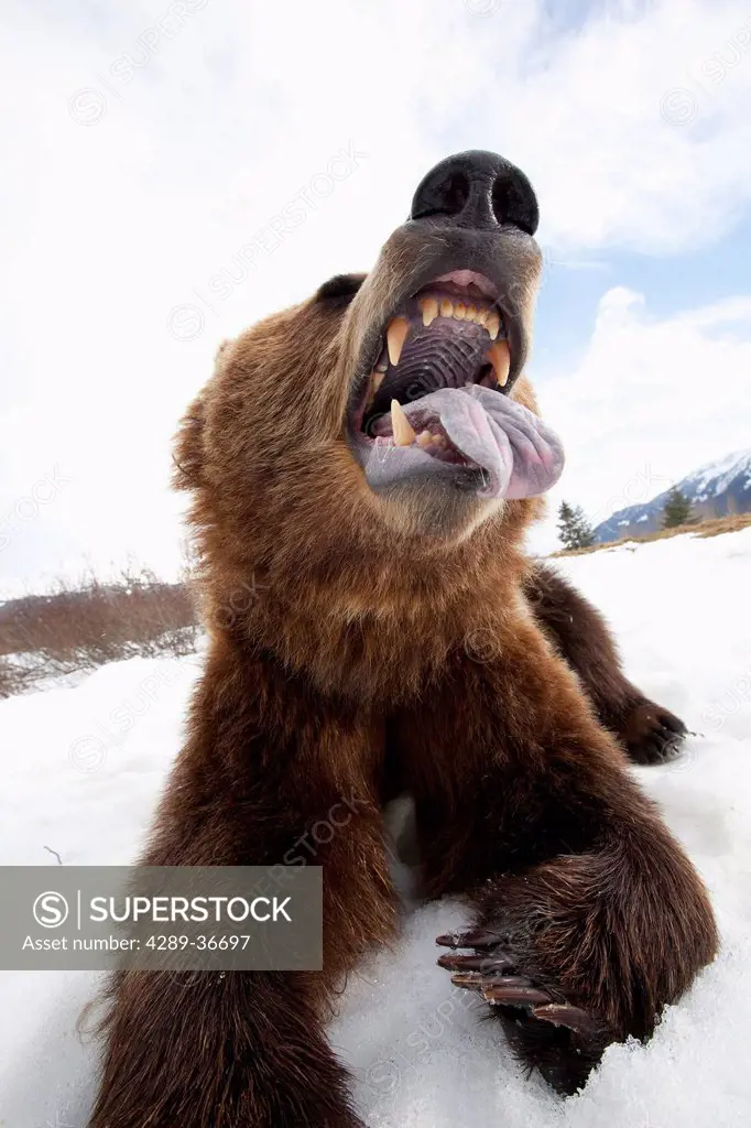 Humorous Wide-Angle Close Up Of An Open-Mouthed Adult Brown Bear Sow At The Alaska Wildlife Conservation Center Near Portage, Southcentral Alaska, Spr...