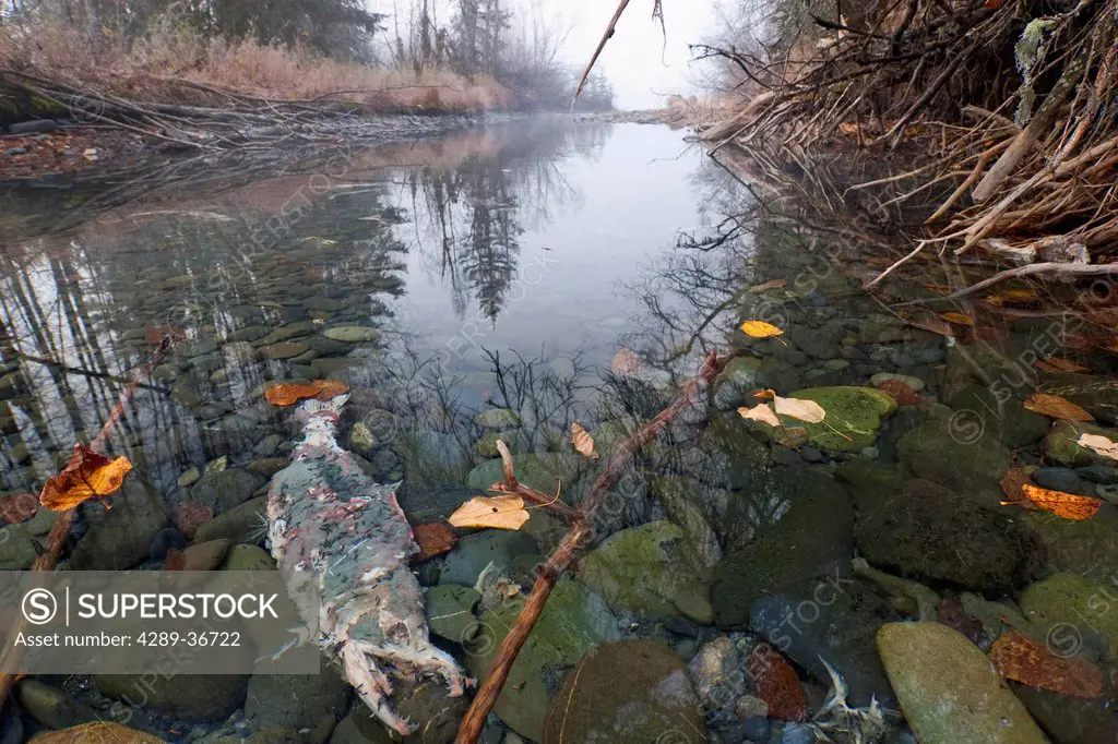 Dead Sockeye Salmon In The Upper Kenai River Backwater, Kenai Peninsula Alaska