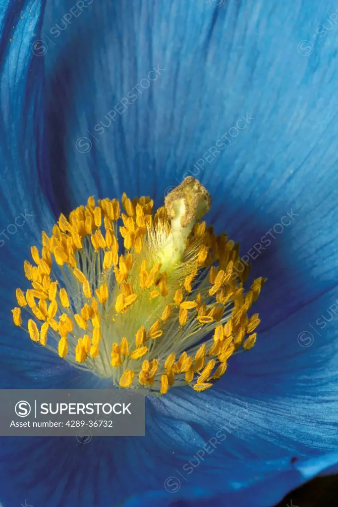 Close Up Detail Of Blue Poppy