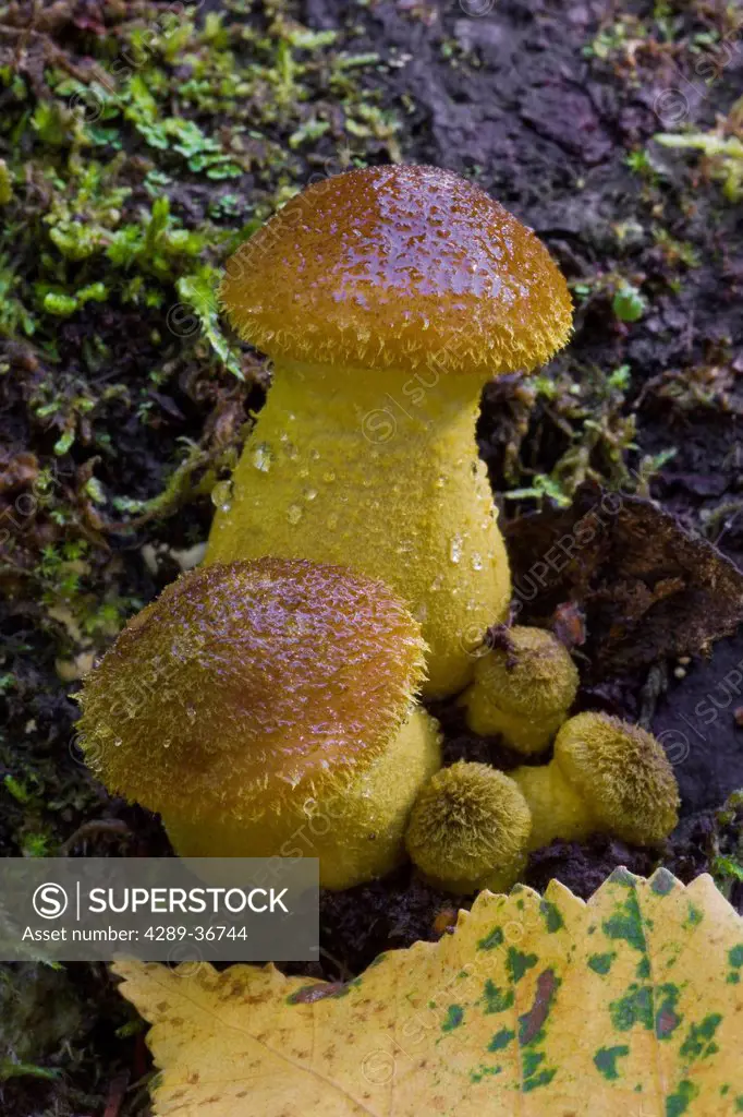 Mushrooms Growing In Forest Understory, Alaska