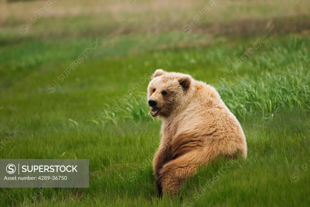 Brown Bear Sitting In Sedge Grass Near Silver Salmon Creek At Lake Clark National Park. Summer In Southcentral Alaska.
